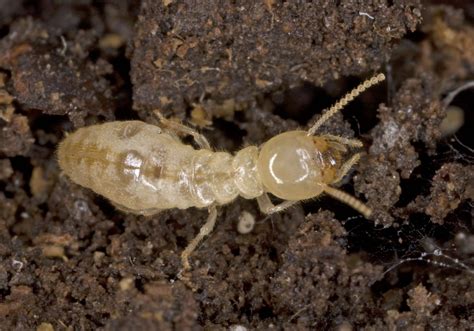 where are subterranean termites found